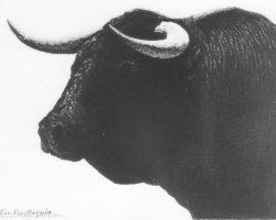 71 cabeza de toro